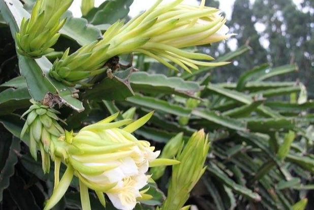 霸王花功效 霸王花功效
