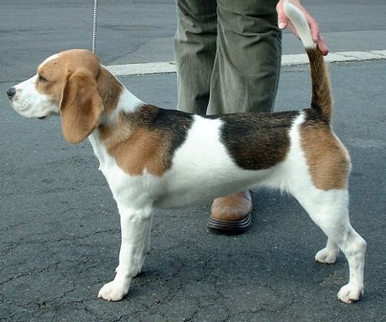 米格魯犬價格 米格魯犬價格