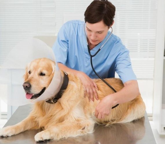 犬腺癌症狀 犬腺癌症狀
