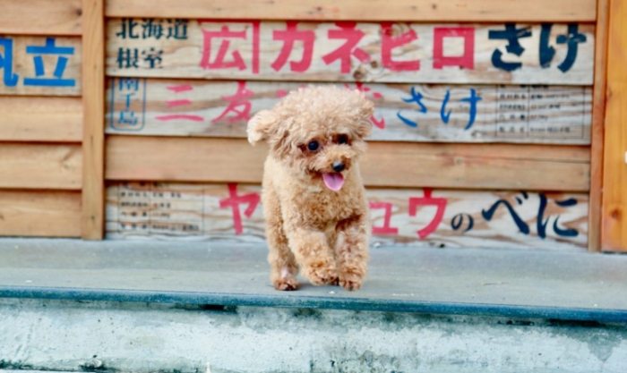 貴賓犬氣管問題 貴賓犬氣管問題