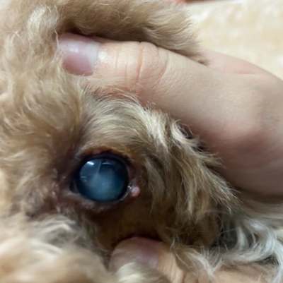 狗狗眼睛腫治療 狗狗眼睛腫治療
