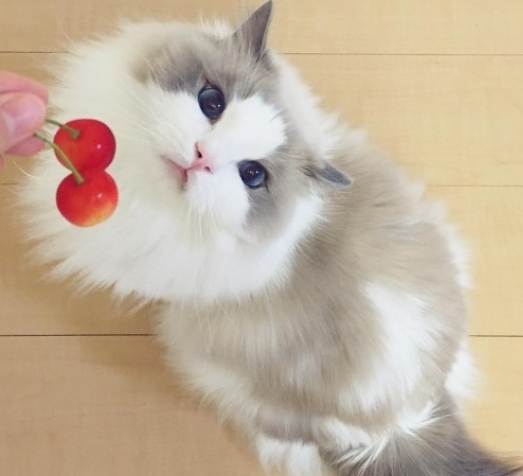 猫咪吃樱桃安全吗 猫咪吃樱桃安全吗