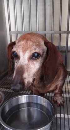 臘腸犬 臘腸犬