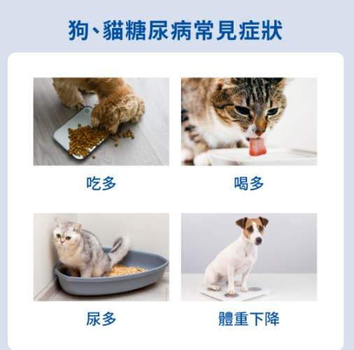 貓糖尿病原因 貓糖尿病原因