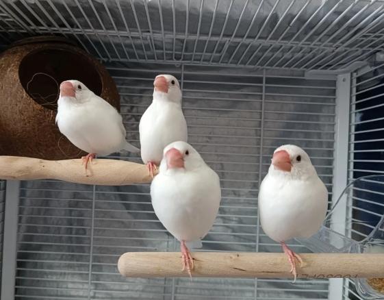 鳥類智商測試