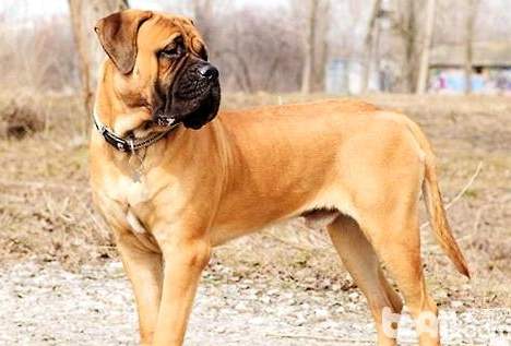 大型犬飼養指南 大型犬飼養指南