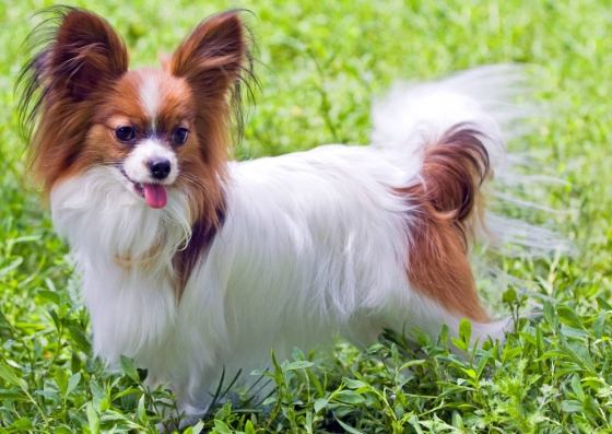 蝴蝶犬體型 蝴蝶犬體型