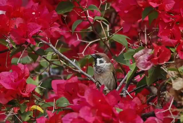 撿到幼鳥處理 撿到幼鳥處理