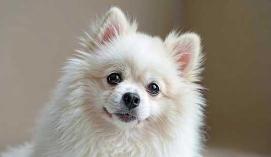 博美犬購買 博美犬購買