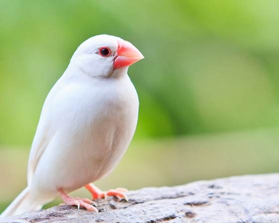 白文鳥智能