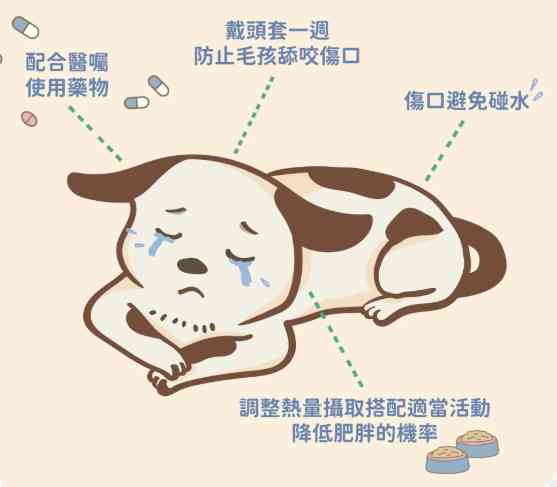 公狗結紮 公狗結紮