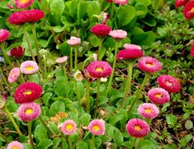 小雛菊花色種類