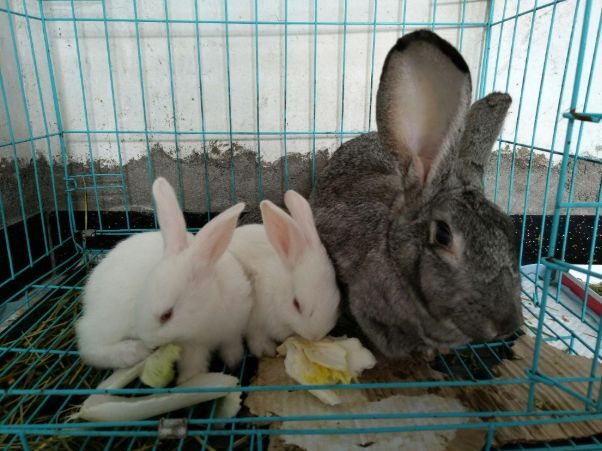 貓兔飼養技巧 貓兔飼養技巧