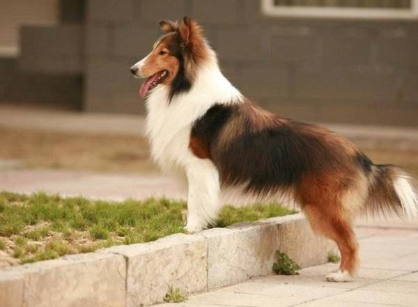 大型喜樂蒂牧羊犬 大型喜樂蒂牧羊犬