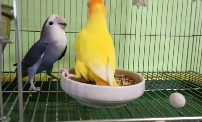 鸚鵡產卵前兆 鸚鵡產卵前兆