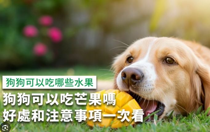芒果乾對狗的好處 芒果乾對狗的好處
