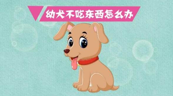 狗狗冬天不吃饭