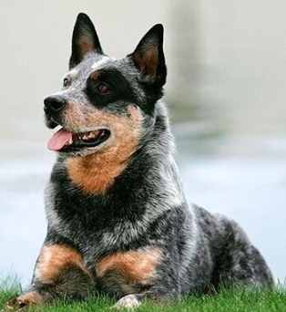 澳洲牧牛犬訓練 澳洲牧牛犬訓練