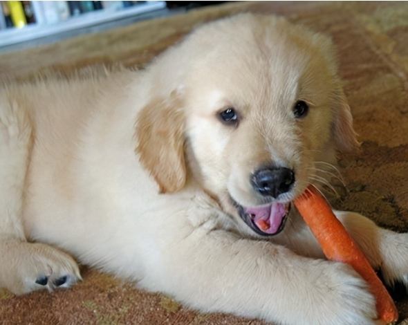 犬類過敏症狀 犬類過敏症狀