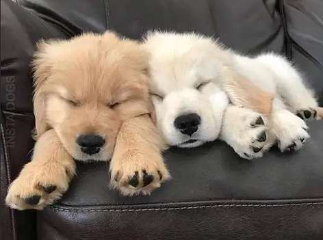 幼犬睡眠訓練 幼犬睡眠訓練