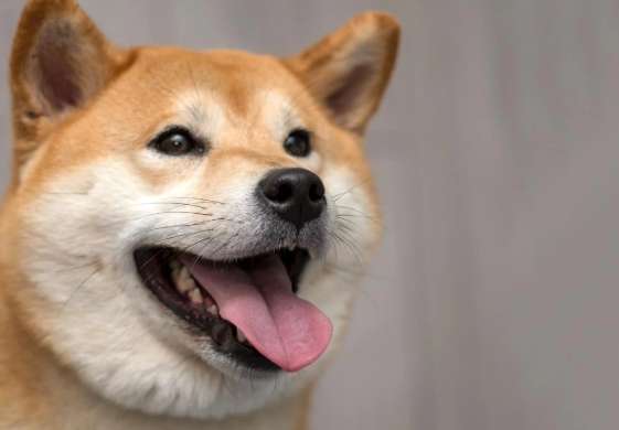柴犬行為異常 柴犬行為異常