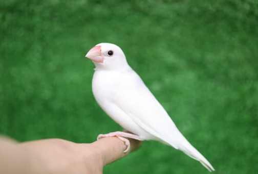寵物鳥能力
