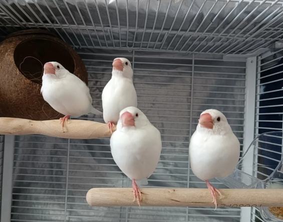白文鳥訓練
