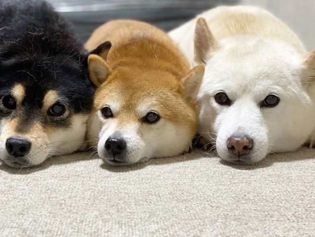 柴犬餵食量