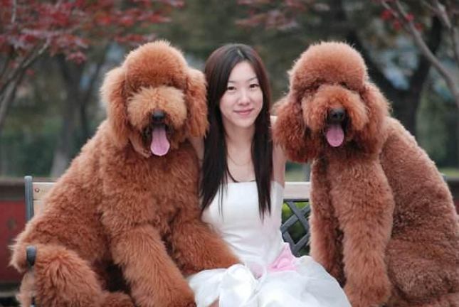 貴婦狗大型品種