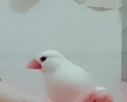 文鳥飲食 文鳥飲食