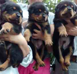 羅威納幼犬飼養 羅威納幼犬飼養