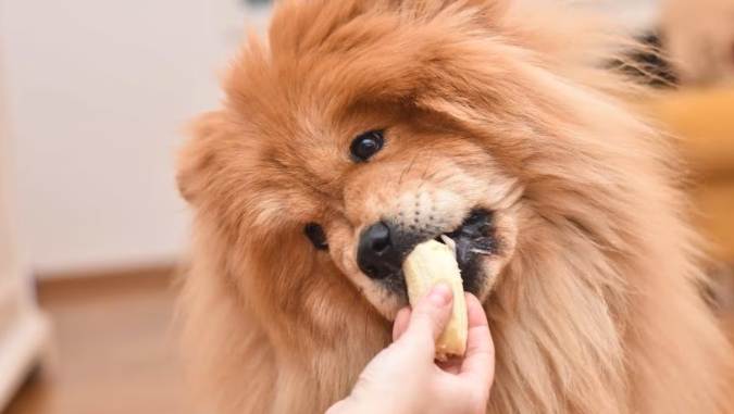 柴犬吃香蕉 柴犬吃香蕉
