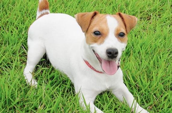易打理犬種 易打理犬種