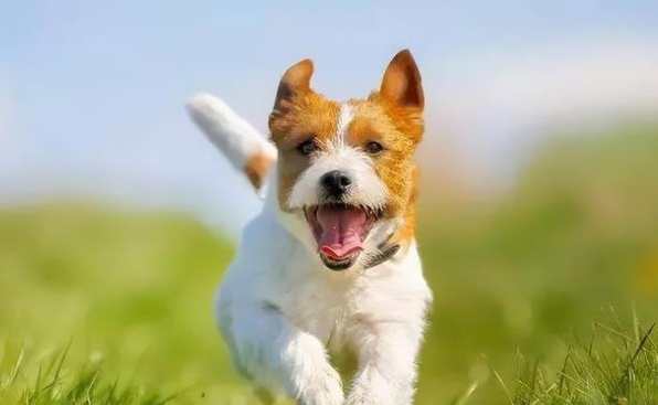狗狗分離焦慮