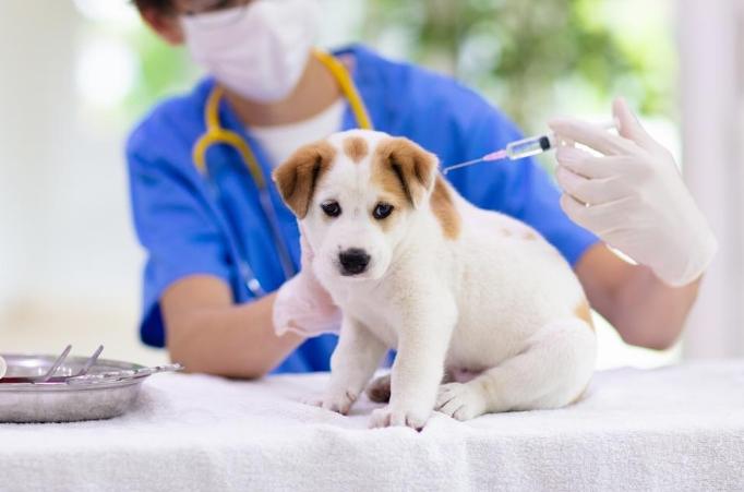 幼犬疫苗時間表 幼犬疫苗時間表