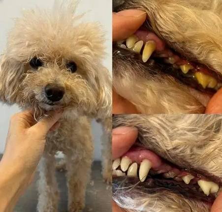狗狗麻醉死亡 狗狗麻醉死亡