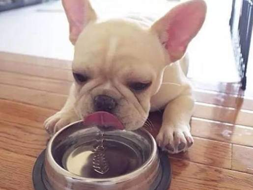 狗狗不吃飯