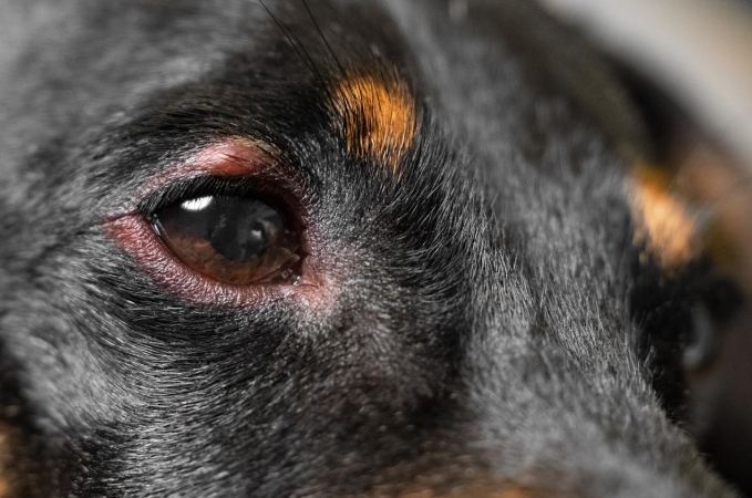 狗狗眼睛紅原因 狗狗眼睛紅原因