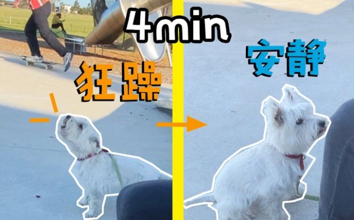 狗狗吠叫處理 狗狗吠叫處理