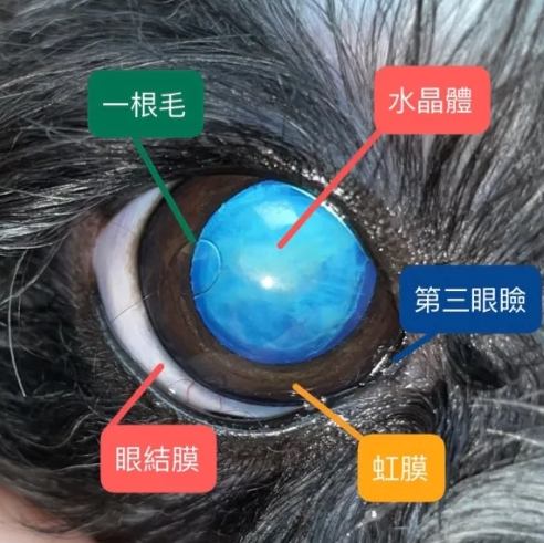 狗眼周發炎症狀 狗眼周發炎症狀