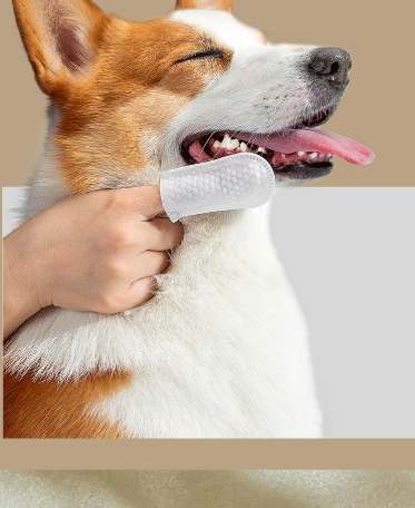 狗洗牙後照顧 狗洗牙後照顧