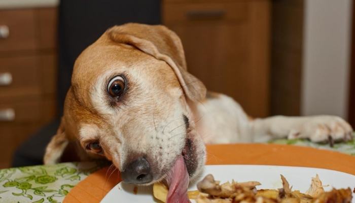 狗吃鮮食健康問題 狗吃鮮食健康問題