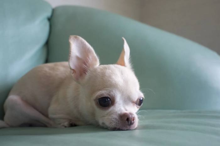 小型犬推薦 小型犬推薦