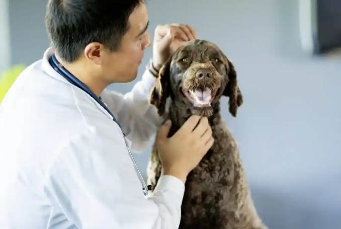 狗腦瘤生存期 狗腦瘤生存期