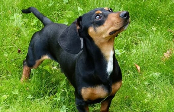 易打理犬種 易打理犬種