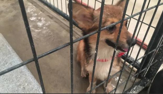幼犬關籠多久合適 幼犬關籠多久合適