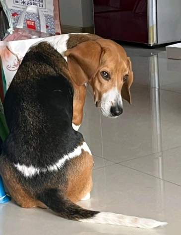 狗狗乳腺腫瘤