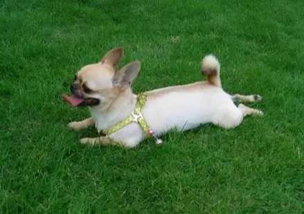 如何延長吉娃娃壽命