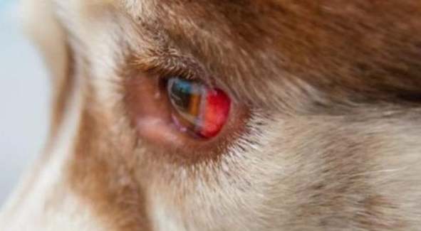 狗狗眼睛腫處理 狗狗眼睛腫處理