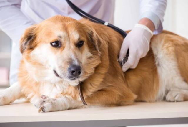 狗腦瘤症狀 狗腦瘤症狀